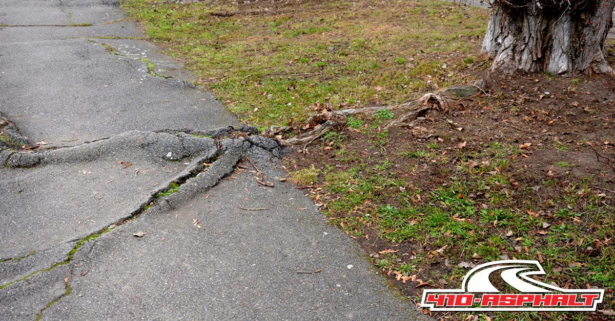 Tree Root Damage